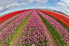 USA, Washington State. Skagit Valley, tulips grown in field Art Print